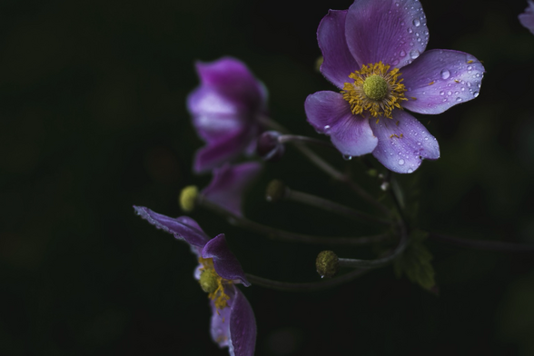 Blüten mit Regentropfen