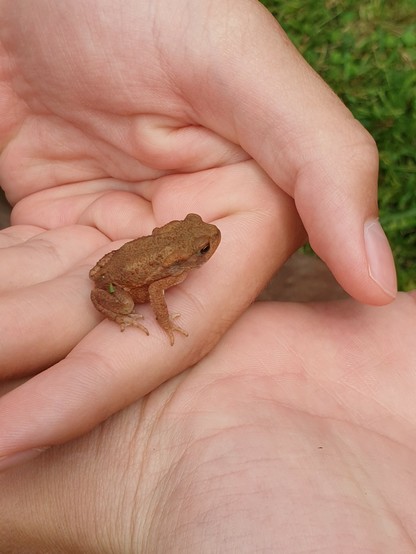 Kleiner Frosch auf einer Hand, ist so groß wie ein halber Finger