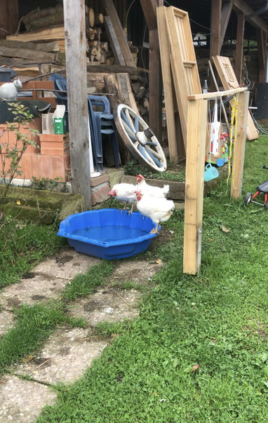 Drei weiße Legehennen sitzen am Rand einer mit Wasser gefüllten, großen, blauen Plastikmuschel.
Im Vordergrund Rasen mit Wegsteinen. Im Hintergrund ein Holzrad, Plastikstühle, Brennholz, Holzfenster und Baumaterial. 