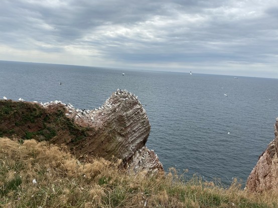 Foto vom Meer, mit Felsen und einer Kolonie Basstölpel. 