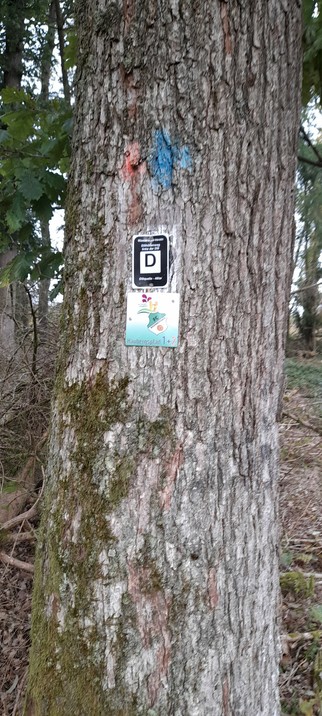 Die Markierung von Dillwanderweg und Haubergspfad,beide Wege laufen ein Stück Weges zusammen