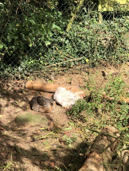 Ein braun-graues und ein grau-weiß geflecktes Araucana liegen auf der Erde in der Sonne. Dahinter Zaun und Gebüsch. 