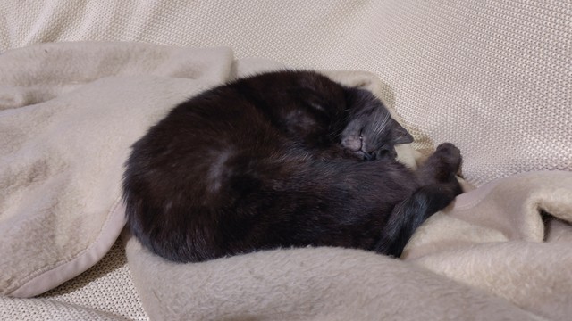 Hermine on her sofa