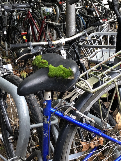 An einer Fahrradleiche an zwei Stellen aufgeplatzt der Fahrradsattel aus dem in diesen Stellen dick schön grünes Moos quillt