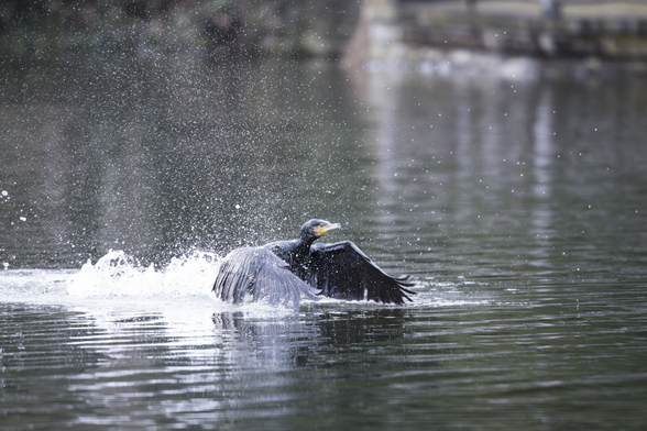 Ein Foto eines Kormoran im Wasser, der gerade startet