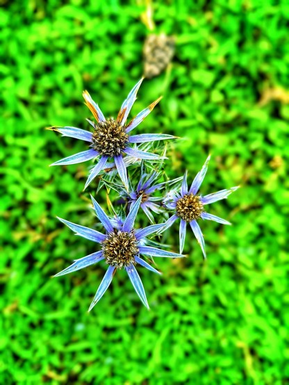 Blaue Distelsterne vor unscharfem Hintergrün. 