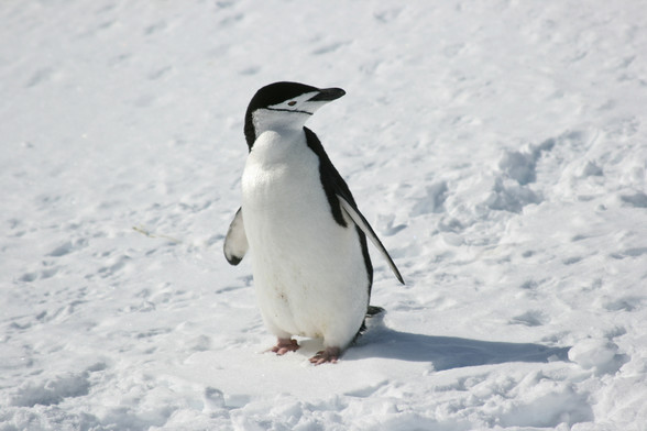 Zügelpinguin, auch Kehlstreifpinguin genannt,
im Schnee stehend und frech nach links guckend.