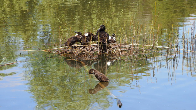 Mitten in einer ruhigen Wasserfläche ist ein aus Schilf und dünnen Zweigen aufgeschichtetes Nest mit einer Moorente und vier Jungen. Vor dem Nest steht ein weiteres Küken im flachen Wasser und putzt sich.
In the middle of a calm stretch of water is a nest made of reeds and thin twigs with a Ferruginous Duck and four chicks. Another chick is standing in the shallow water in front of the nest, preening itself.