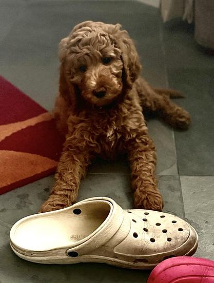 Auf allen vier Fotos ist ein karamell-farbener Königspudelwelpe zu sehen... 