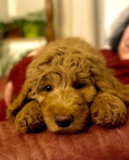 Auf allen vier Fotos ist ein karamell-farbener Königspudelwelpe zu sehen... 