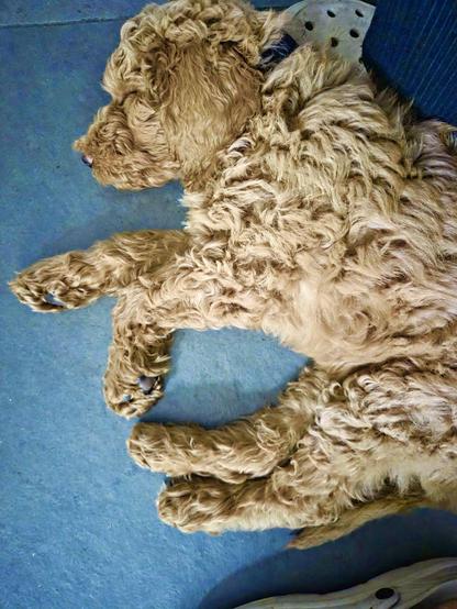 Auf allen vier Fotos ist ein karamell-farbener Königspudelwelpe zu sehen... 
