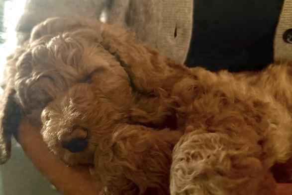 Auf allen vier Fotos ist ein karamell-farbener Königspudelwelpe zu sehen... 