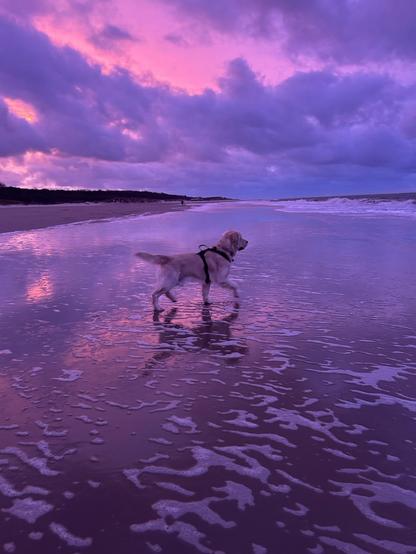 Ein Golden Retriever schaut vor beeindruckendem Abendhimmel aufs Meer. 