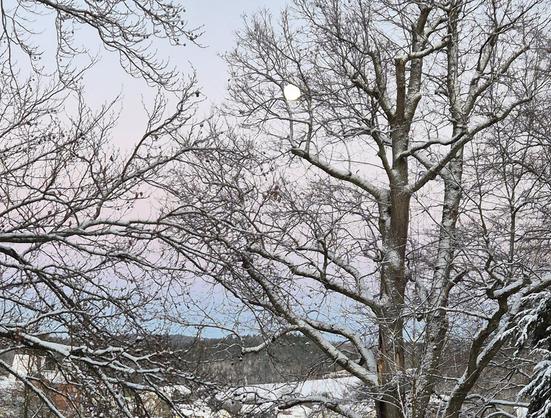 Winterliche Stadt und Landschaft. Im Vordergrund Laubbäume mit schneebedeckten Ästen in einem Park. Im Hintergrund Häuser und Landschaft schneeweißen Wiese und Kiefernwald am Horizont. Es ist später Nachmittag, ca. 16.30 Uhr. Der Himmel ist von unten nach oben zart blau-grün, rosa von der untergehenden Sonne und grau. Der Mond (fast Vollmond) ist schon aufgegangen und hat sich scheinbar in der Baumkrone rechts im Bild verfangen. Er leuchtet hell und golden. 