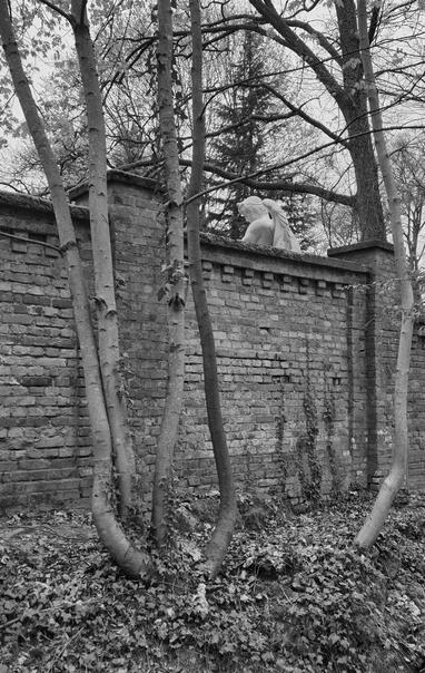 Über die Backsteinmauer des Nordfriedhofs in Wiesbaden ragt der Marmortorso (mit Flügeln) eines Engels. Von außen fotografiert. Rechts und links Laubbäume mit noch kleinen Blättern im Frühling. Im Hintergrund auch ein Nadelbaum. 