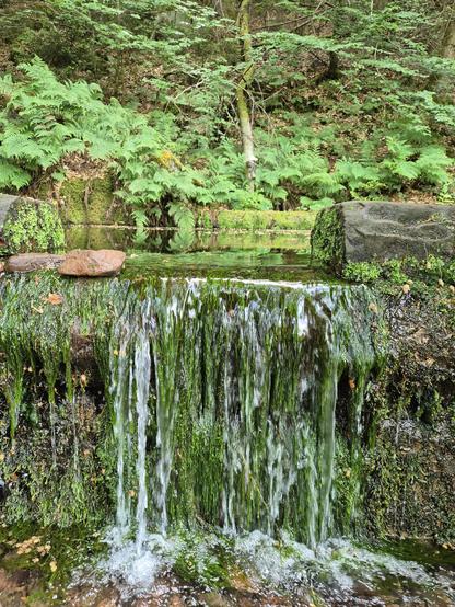 Überlauf (ca. 50 cm)  eines um eine Quelle aus Sandstein gemauerten rechteckigen Bassins. Im Becken und wehrartigen Überlauf wächst dunkelgrünen Quellmoos. Das Wasser ist glasklar. Im Wasser spiegel  sich Farne, die rund um das Bassin wachsen. Die Quelle liefert ergiebig Wasser, es fließt recht viel Wasser ab. Quellmoos ist eine Zeigerpflanze für gute Wasserqualität. Auf diesem zweiten Foto sieht man mehr vom Überlauf, der wie ein kleiner Mooswasserfall ausschaut.