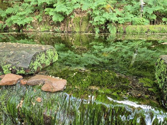Breiter Überlauf (ca. 50 cm) eines um eine Quelle aus Sandstein gemauerten rechteckigen Bassins. Im Becken und wehrartigen Überlauf wächst dunkelgrünes Quellmoos. Das Wasser ist glasklar. Im Wasser spiegel  sich Farne, die rund um das Bassin wachsen. Die Quelle liefert ergiebig Wasser, es fließt recht viel Wasser ab. Quellmoos ist eine Zeigerpflanze für gute Wasserqualität. 