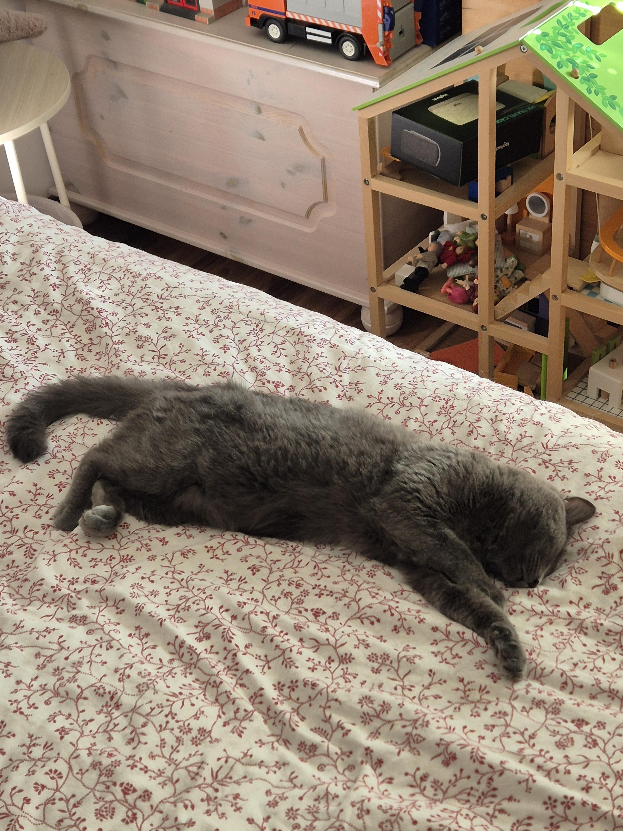 ein grauer Kater liegt ausgestreckt auf dem Bett