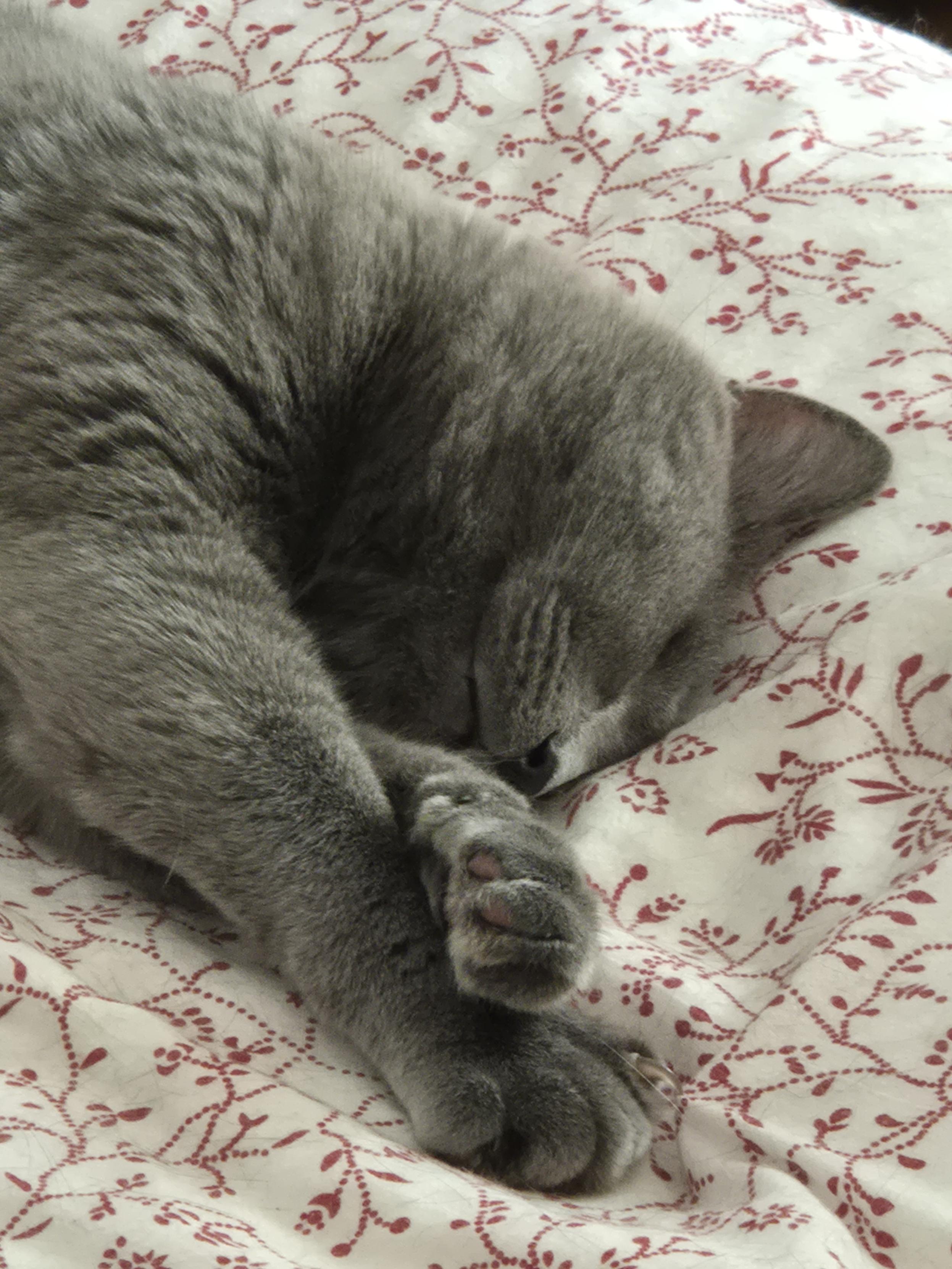 Nahaufnahme vom Kopf, der Kater schläft tief und fest