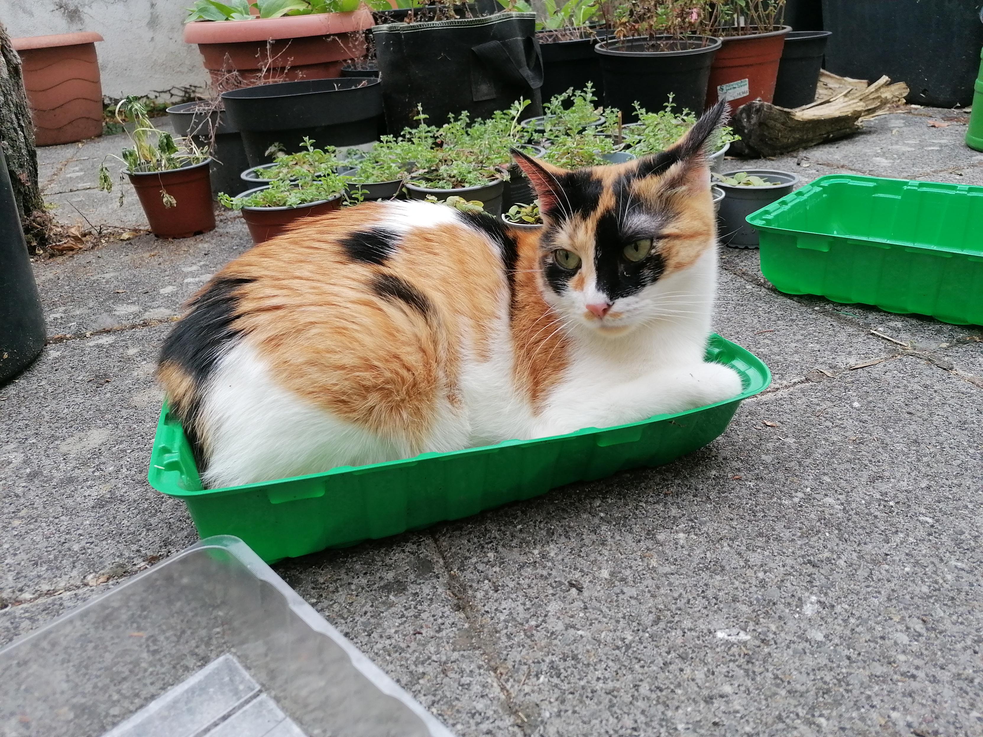 Eine Kurzhaarkatze hat sich in einen kleinen grünen Pflanzkasten aus Plastik gesetzt. Sie passt gerade so rein. Die Katze ist unten weiß und oben rot mit schwarzen Flecken. Im Hintergrund sind mehrere Blumentöpfe mit Grünzeug zu sehen.