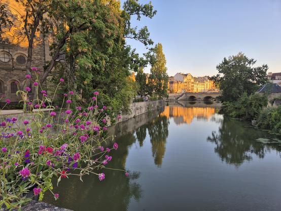 Blick von einer Brücke in Metz auf die aufgestaute Moselle. Temple Neuf auf Insel links und Häuser im Hintergrund goldgelb von der untergehenden Sonne beleuchtet. Bäume und Häuser spiegeln sich in der stillen Wasseroberfläche. Im Hintergrund Moyen-Pont (Steinbrücke, 2 Bögen erkennbar). Im Vordergrund pink und lila blühende Blumen, die die Brücke zieren, von der das Foto aufgenommen wurde, nämlich Pont Saint-Marcel.