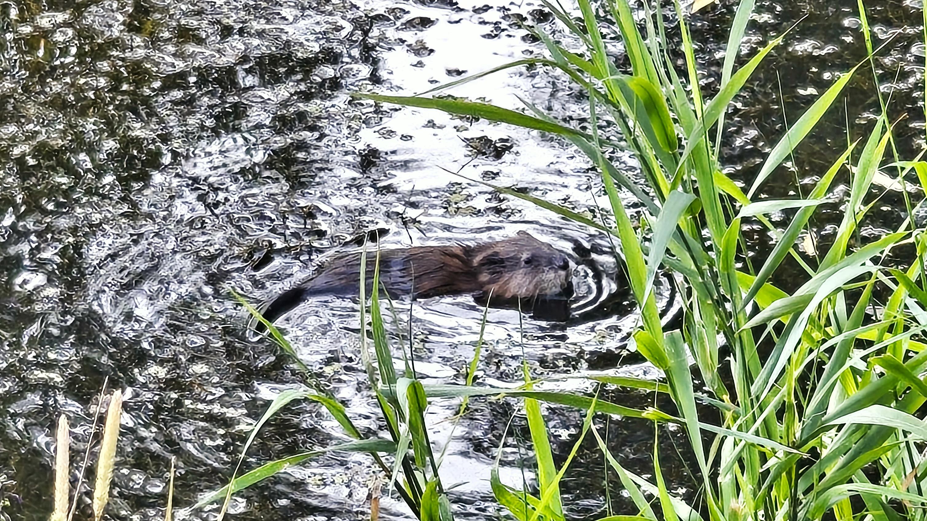 Ein mutmaßlicher Biber lümmelt sich im See.