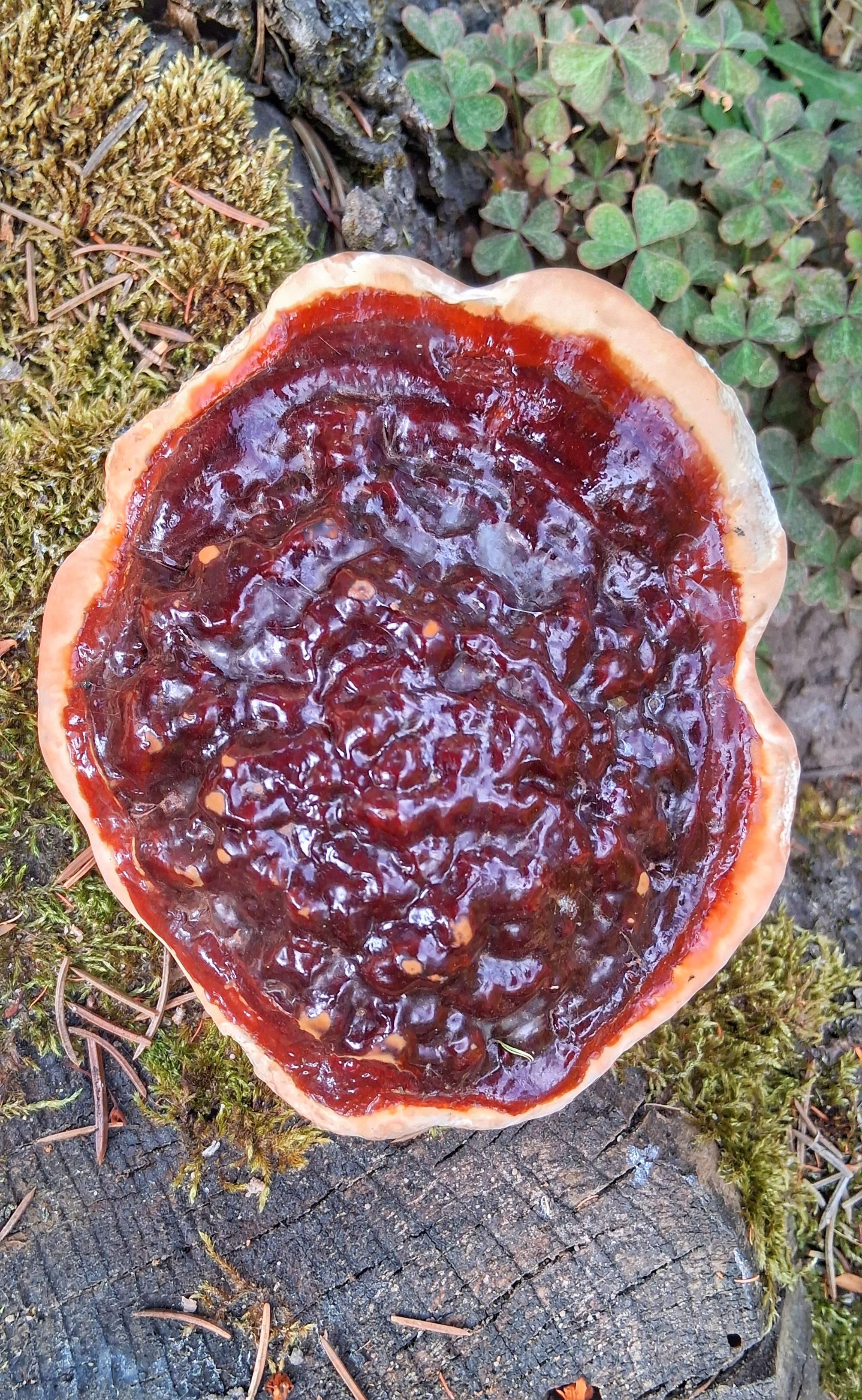 Ein Reshi Pilz an einem Baumstumpf von oben fotografiert