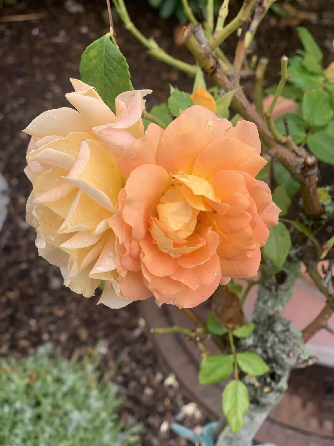 Goldelse, Goldgelborangene Rosen