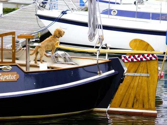 Querformat: In einer Marina steht ein kleiner hellbrauner Hund aufmerksam am Heck eines dunkelblauen Segelboots und blickt auf ein weißes Boot namens „Pummel“ im Hintergrund. Am Heck ist ein großes hölzernes Ruder mit einem auffälligen geometrischen Muster in Rot, Weiß und Blau zu sehen. Weitere Boote und Stege liegen im Hintergrund.