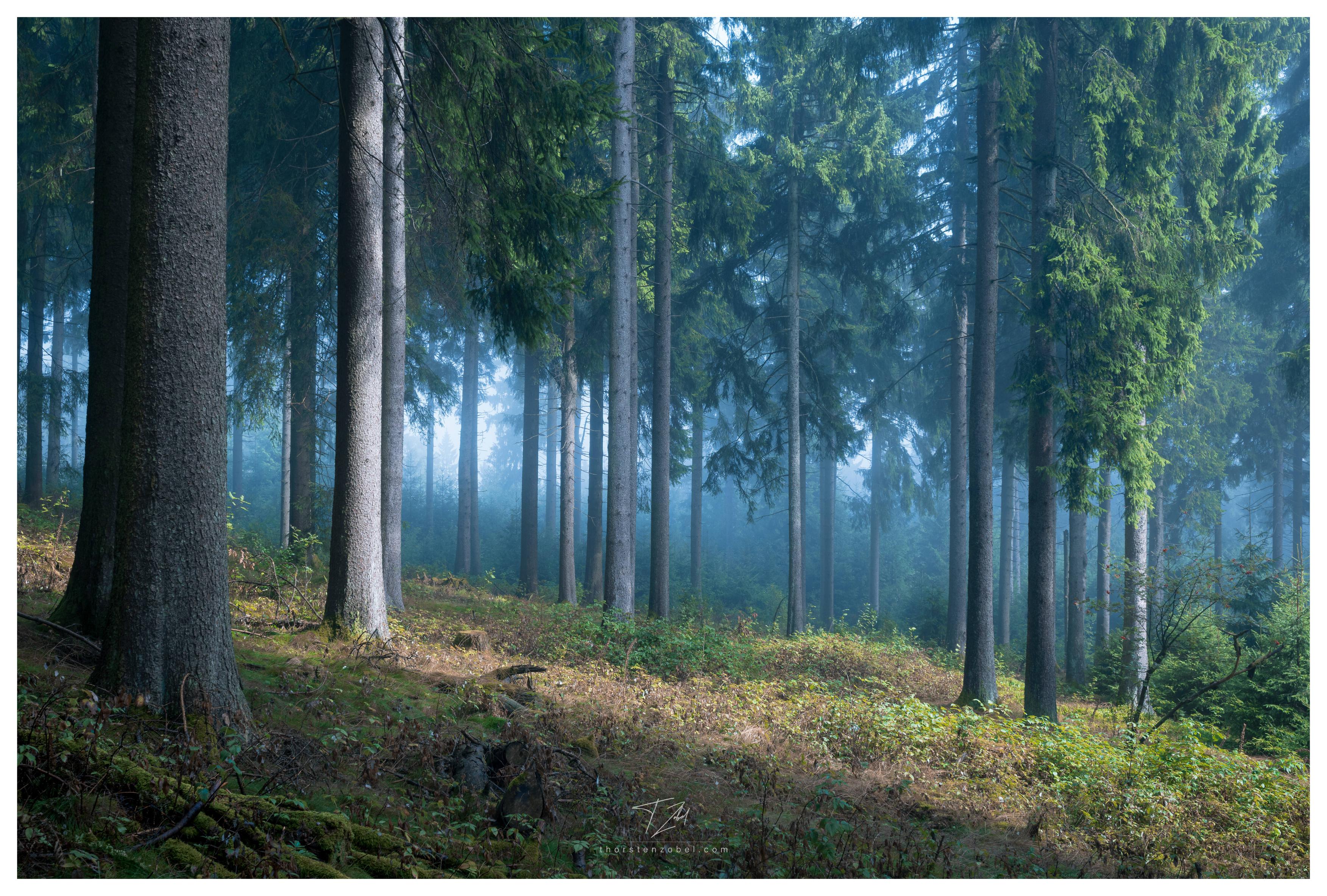 The morning sun shines low into a misty coniferous forest, creating a mystical atmosphere.